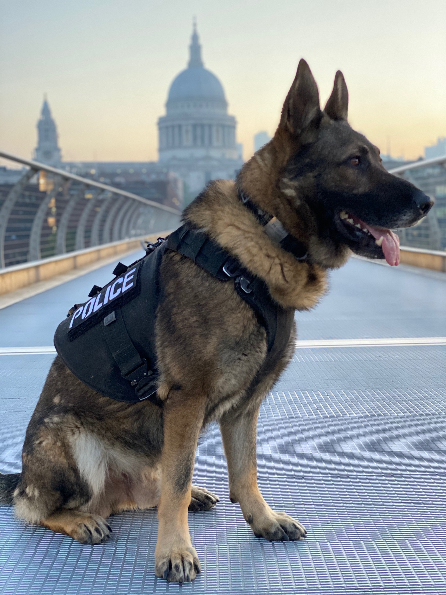 A Police Officer's Dependable Friend-A police Dog | Samina's Forum for  police support