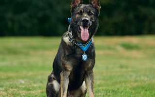 Who will be UK's Bravest Police Dog?